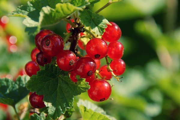 Mega darknet ссылка